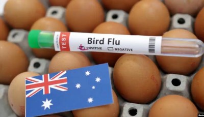 Australia cierra granjas a medida que se propaga la gripe aviar